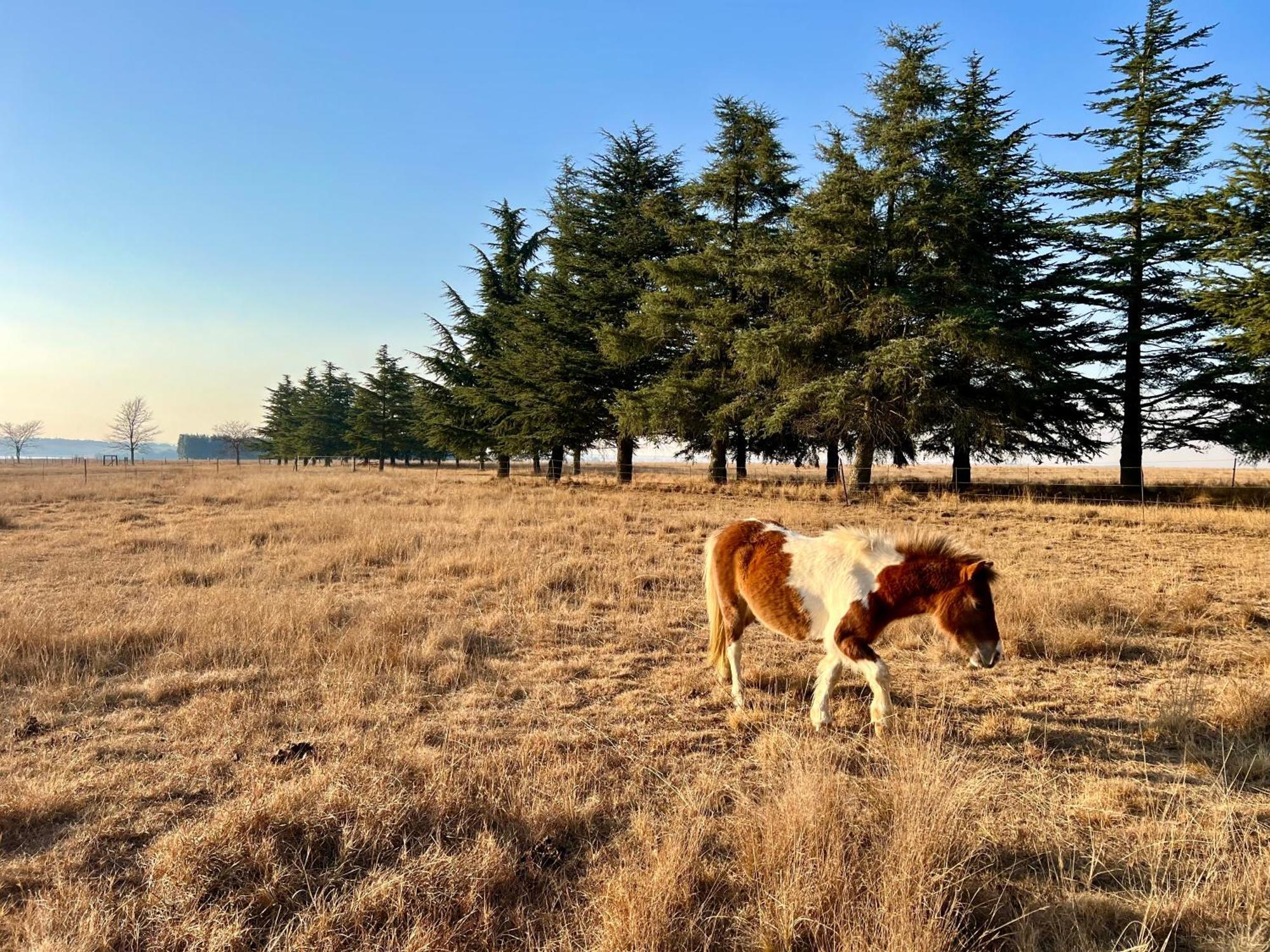 Merino Stal Guest Farm 埃尔默洛 外观 照片