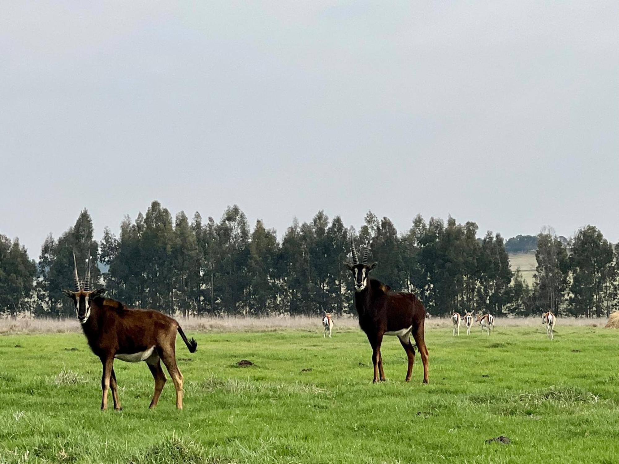 Merino Stal Guest Farm 埃尔默洛 外观 照片